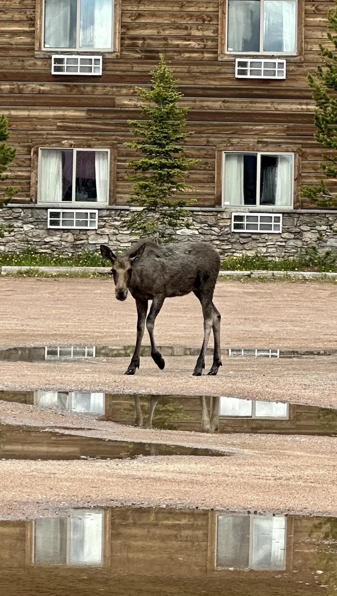 Moose at Hotel